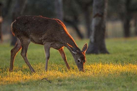 Big game hunting estate. Pure Iberian Red Deer