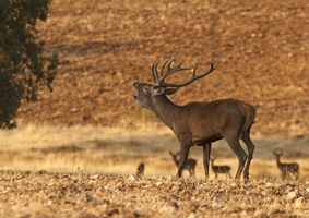 Big game hunting estate. Pure Iberian red deer. Spain