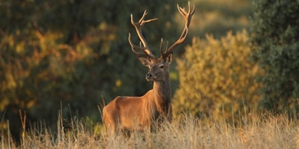 Big game species to hunt. Pure iberian red deer