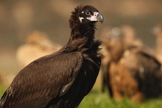 Observation of nature. Cinereous vulture