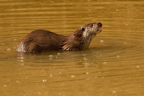 Observation of nature. Otter