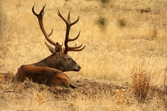 Observation of nature. Pure iberian red deer